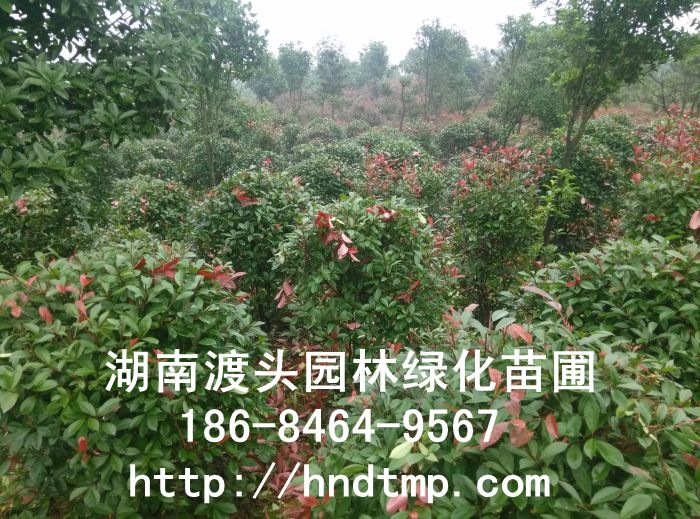 湖(hú)南(nán)紅(hóng)葉石楠球批發