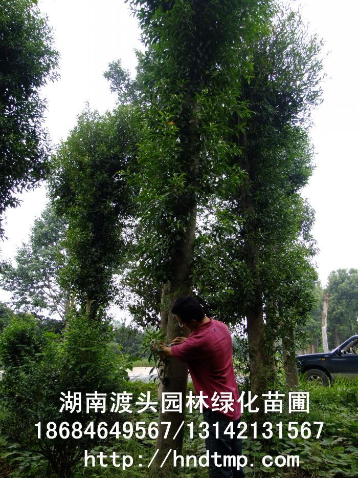 湖(hú)南(nán)渡頭苗圃大(dà)量供應移栽杜英