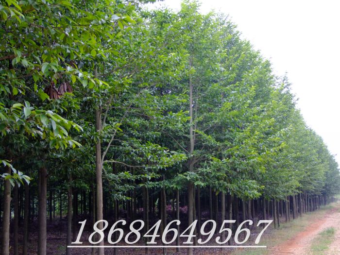 湖(hú)南(nán)長(cháng)沙浏陽柏加大(dà)量供應樂(yuè)昌含笑(xiào)工(gōng)程樹(shù)苗