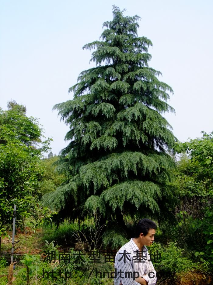 雪(xuě)松－湖(hú)南(nán)花(huā)木(mù)