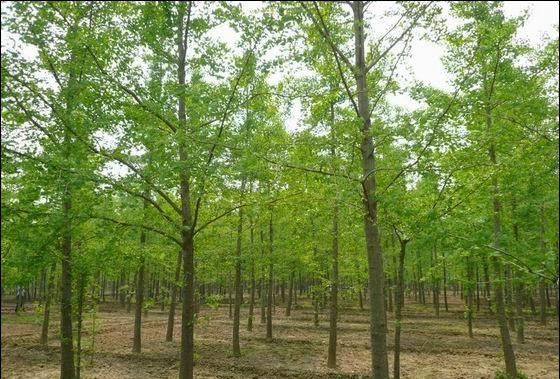 銀(yín)杏-湖(hú)南(nán)花(huā)木(mù)