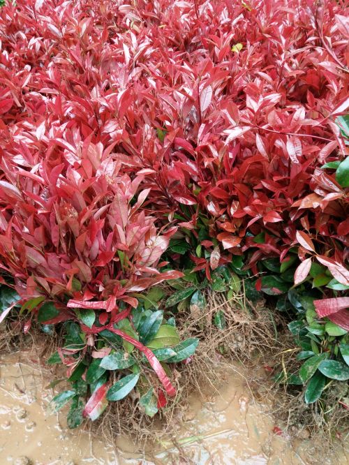 湖(hú)南(nán)紅(hóng)葉石楠小(xiǎo)苗 紅(hóng)葉石楠扡插苗供應