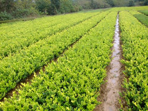 金(jīn)森(sēn)女(nǚ)貞苗