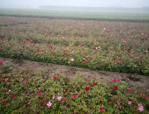 湖(hú)南(nán)柏加苗圃批發大(dà)花(huā)豐花(huā)月(yuè)季工(gōng)程苗