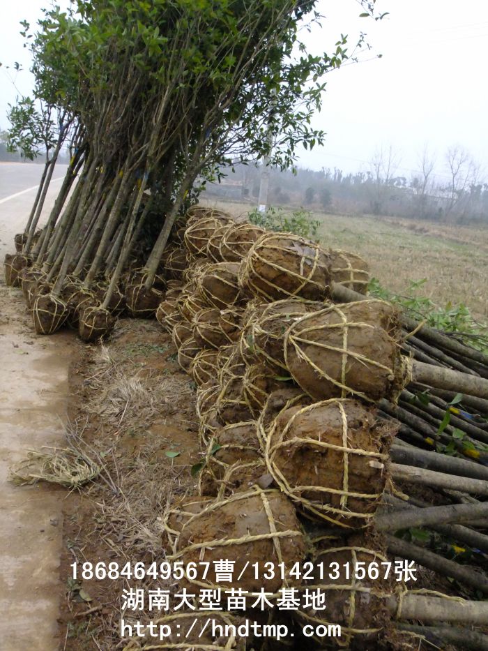 特價八月(yuè)桂