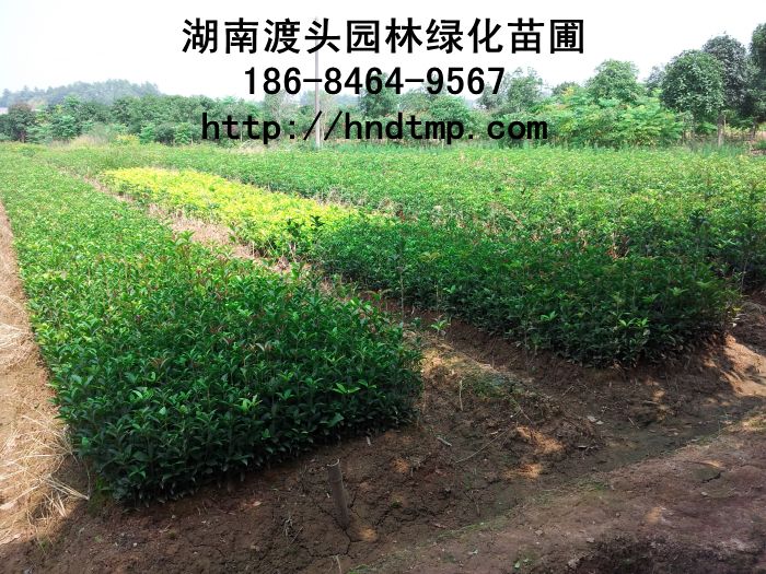 大(dà)量低(dī)價出售紅(hóng)花(huā)丹桂小(xiǎo)苗