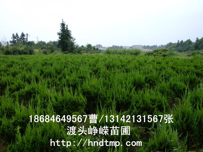 湖(hú)南(nán)龍柏球 湖(hú)南(nán)龍柏 長(cháng)沙龍柏球 長(cháng)沙龍柏