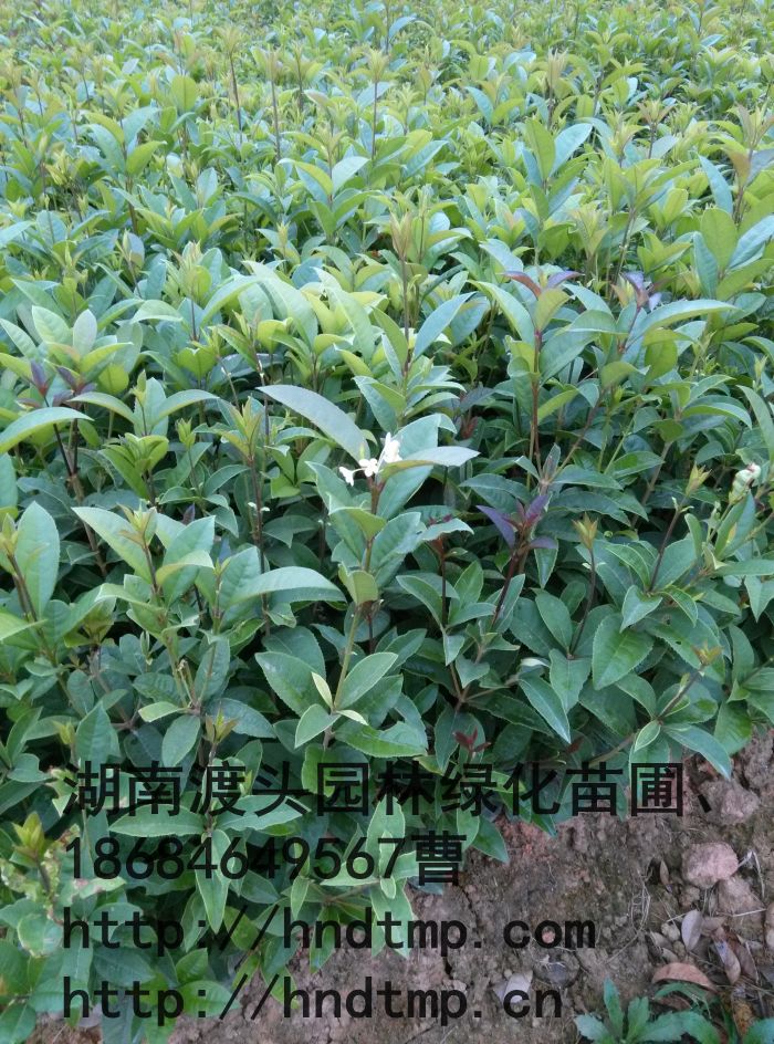 月(yuè)月(yuè)桂小(xiǎo)苗