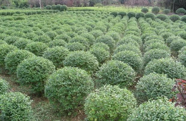 火(huǒ)棘苗/火(huǒ)棘球