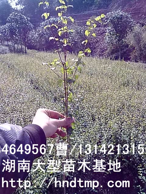 小(xiǎo)葉女(nǚ)貞小(xiǎo)苗