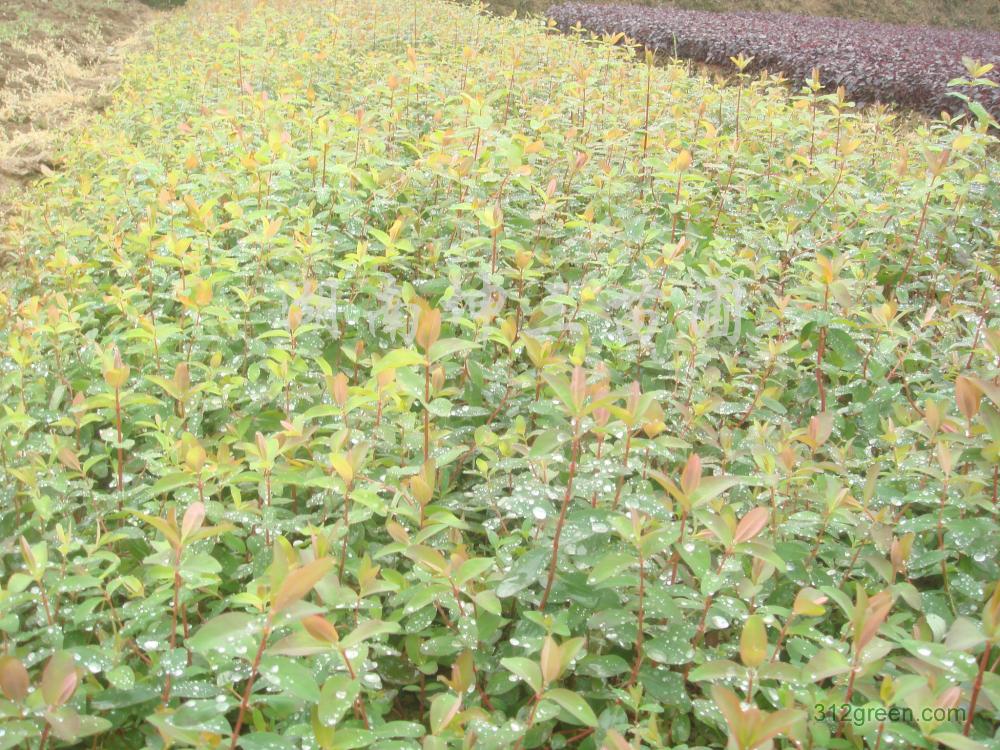 湖(hú)南(nán)柏加批發金(jīn)絲桃苗