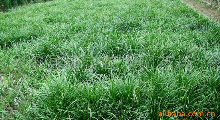 湖(hú)南(nán)柏加苗圃批發麥冬草(cǎo)