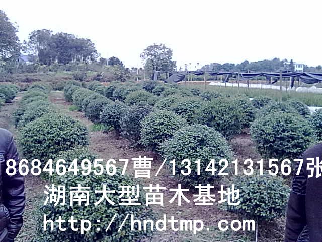 小(xiǎo)葉女(nǚ)貞球