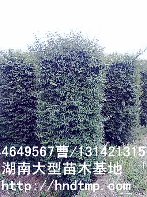 小(xiǎo)葉女(nǚ)貞柱