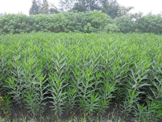 夾竹桃-湖(hú)南(nán)花(huā)木(mù)基地(dì)