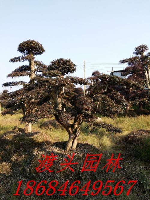 湖(hú)南(nán)花(huā)木(mù)基地(dì)優價批發紅(hóng)花(huā)繼木(mù)造型樁景
