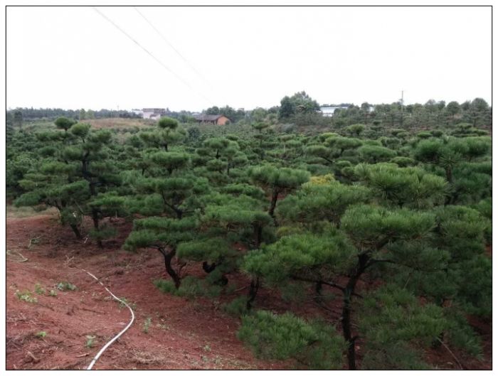 湖(hú)南(nán)長(cháng)沙苗圃造型黑(hēi)松