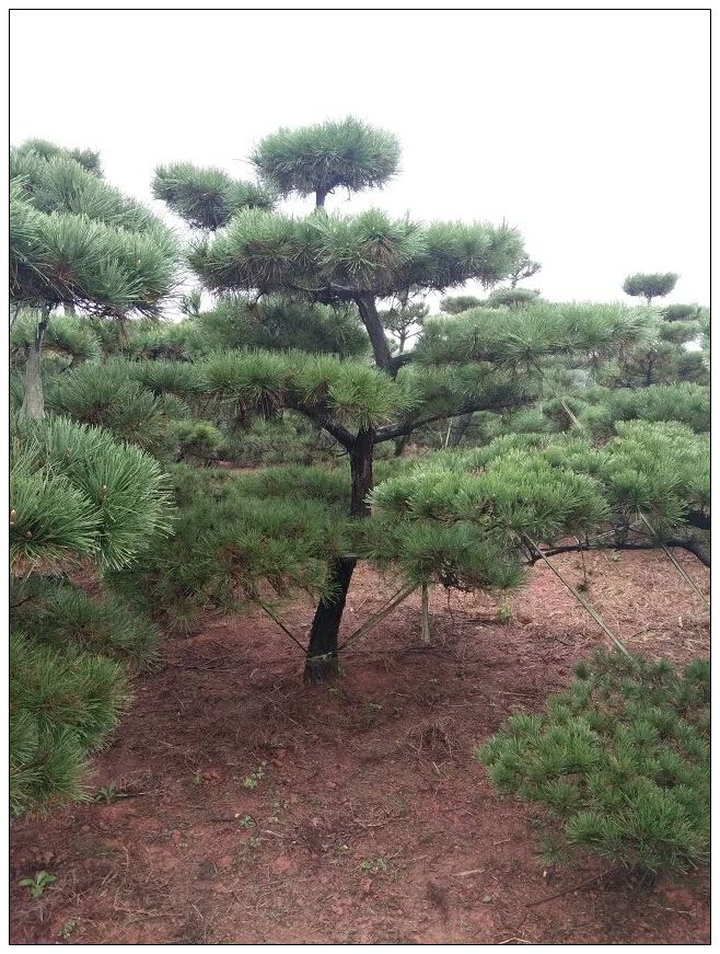 造型黑(hēi)松批發