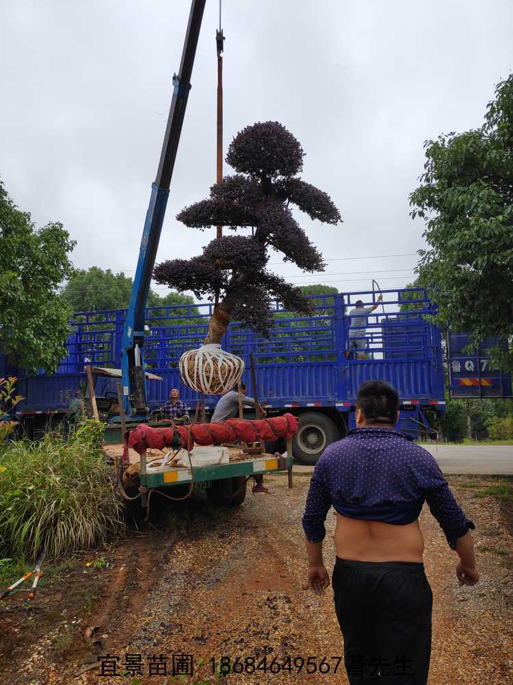 湖(hú)南(nán)紅(hóng)花(huā)繼木(mù)樁景批發