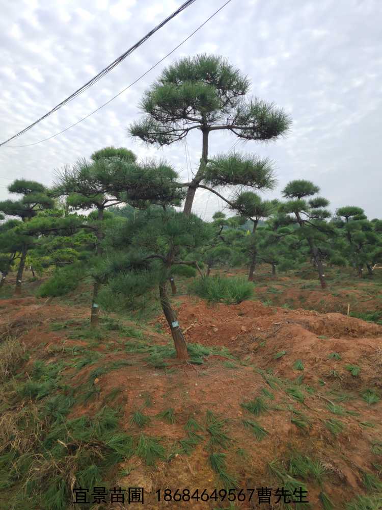 湖(hú)南(nán)造型黑(hēi)松批發