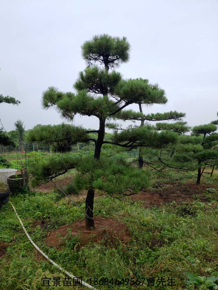 湖(hú)南(nán)造型黑(hēi)松樹(shù)
