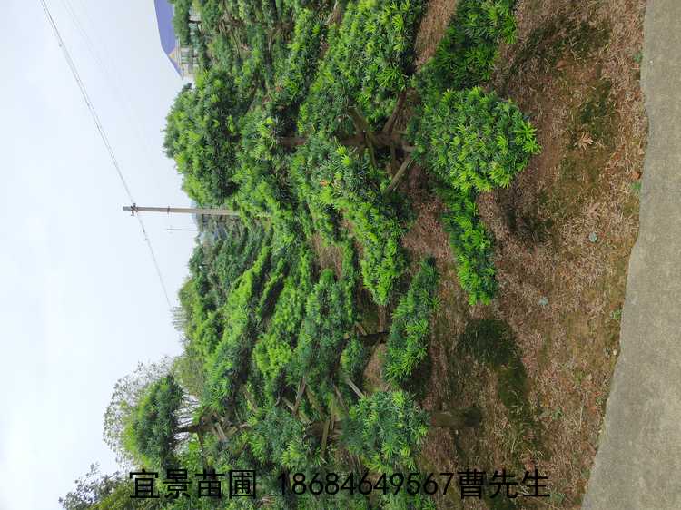 長(cháng)沙苗圃羅漢松出售