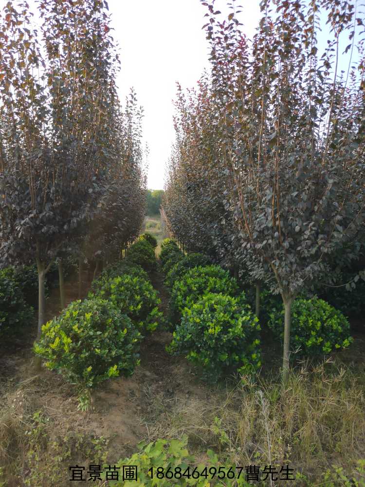 長(cháng)沙苗圃紅(hóng)葉李基 地(dì)