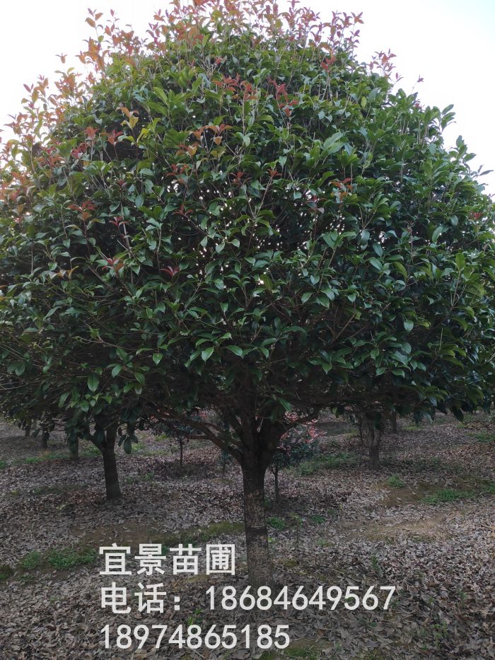 精品八月(yuè)桂花(huā)樹(shù)