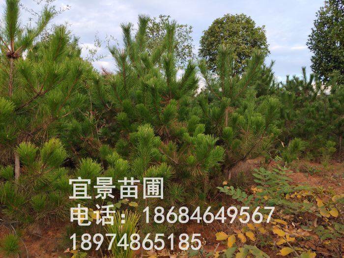 湖(hú)南(nán)長(cháng)沙苗圃黑(hēi)松苗批發