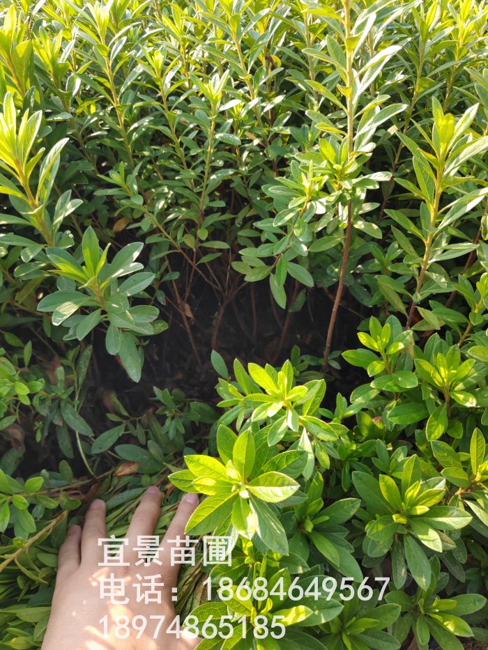 杜鵑工(gōng)程苗