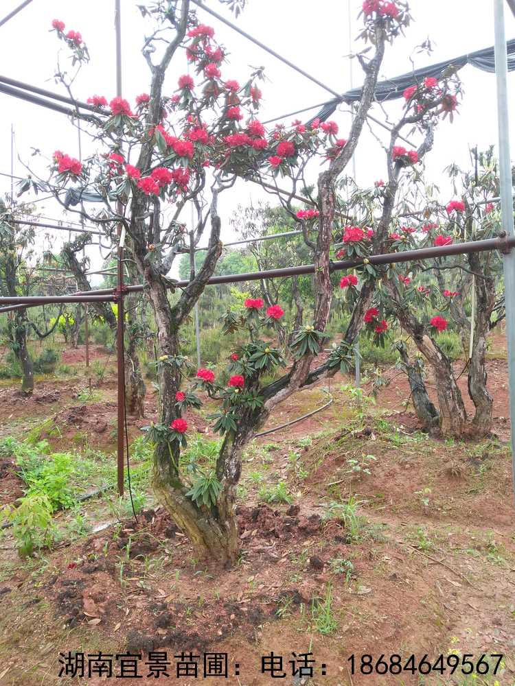 長(cháng)沙苗圃高(gāo)山(shān)杜鵑出售