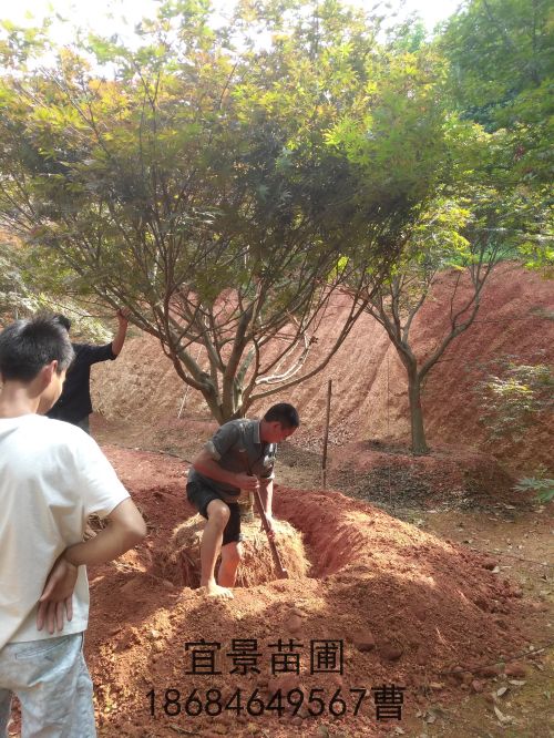 移栽精品叢生(shēng)單杆紅(hóng)楓