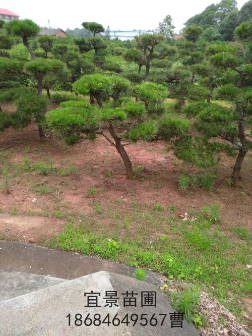 造型黑(hēi)松出售