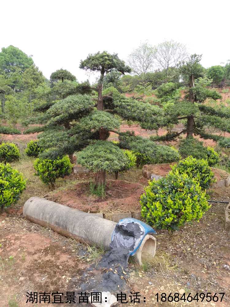 長(cháng)沙苗圃供應造型羅漢松