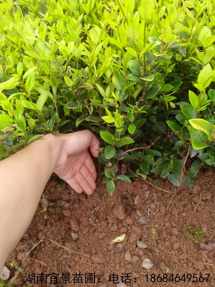 金(jīn)森(sēn)女(nǚ)貞工(gōng)程苗批發