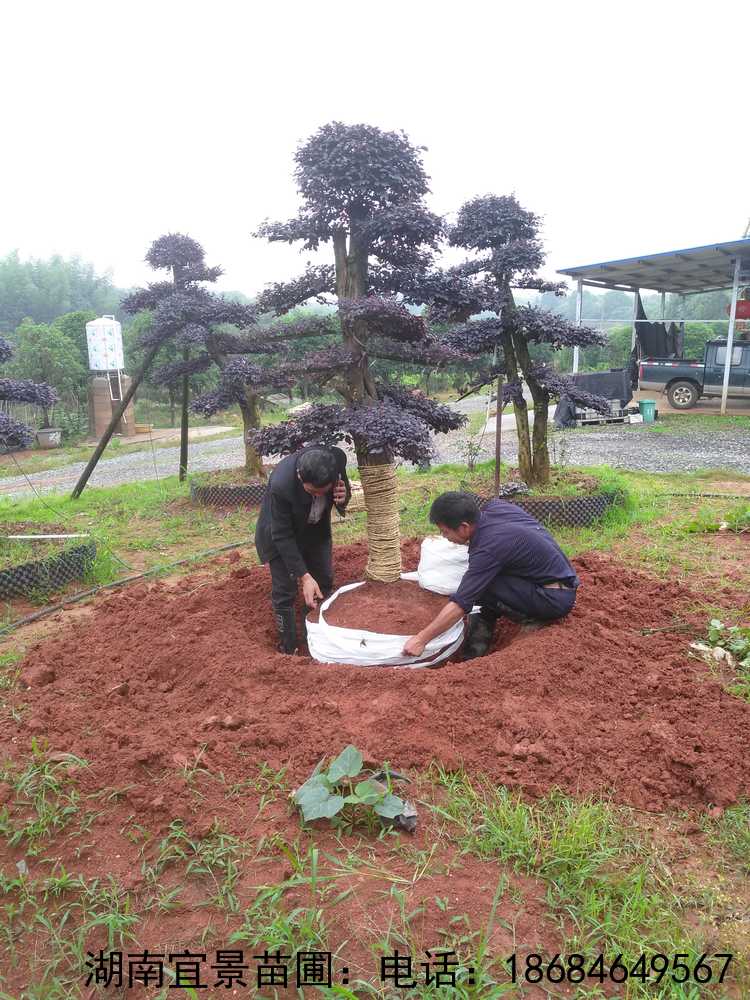 造型紅(hóng)花(huā)繼木(mù)樁景