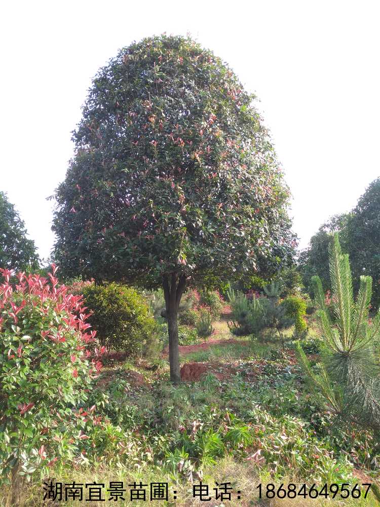 湖(hú)南(nán)苗圃桂花(huā)批發