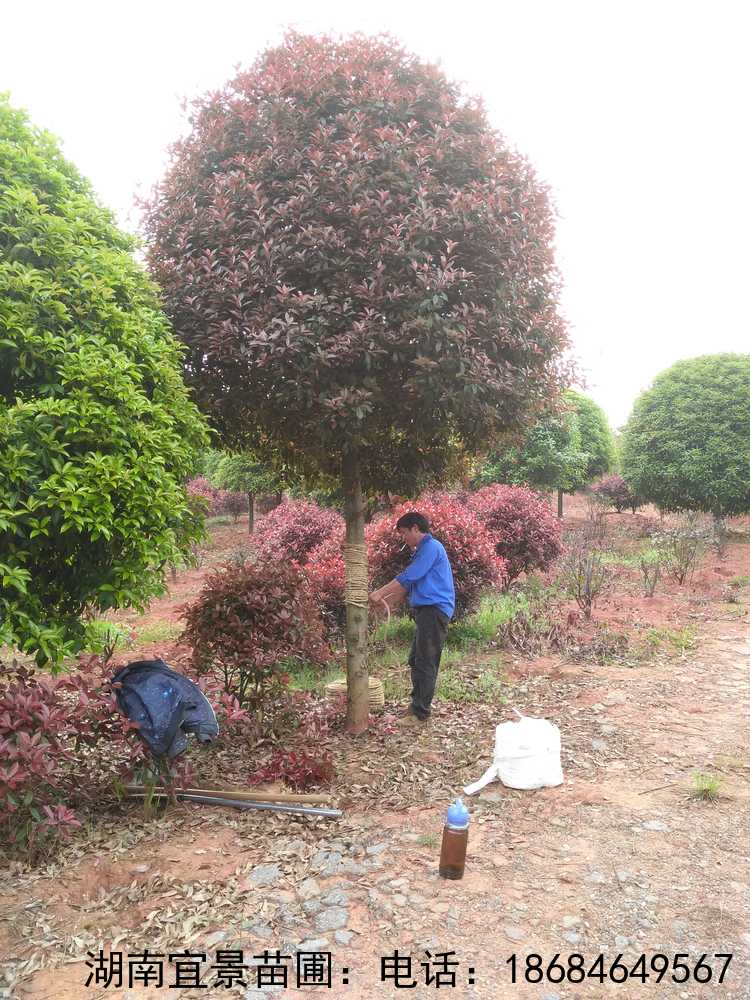 長(cháng)沙苗圃批發紅(hóng)葉石楠高(gāo)杆行(xíng)道(dào)樹(shù)