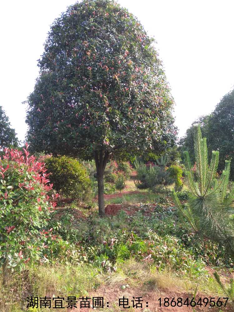 長(cháng)沙苗圃供應八月(yuè)桂