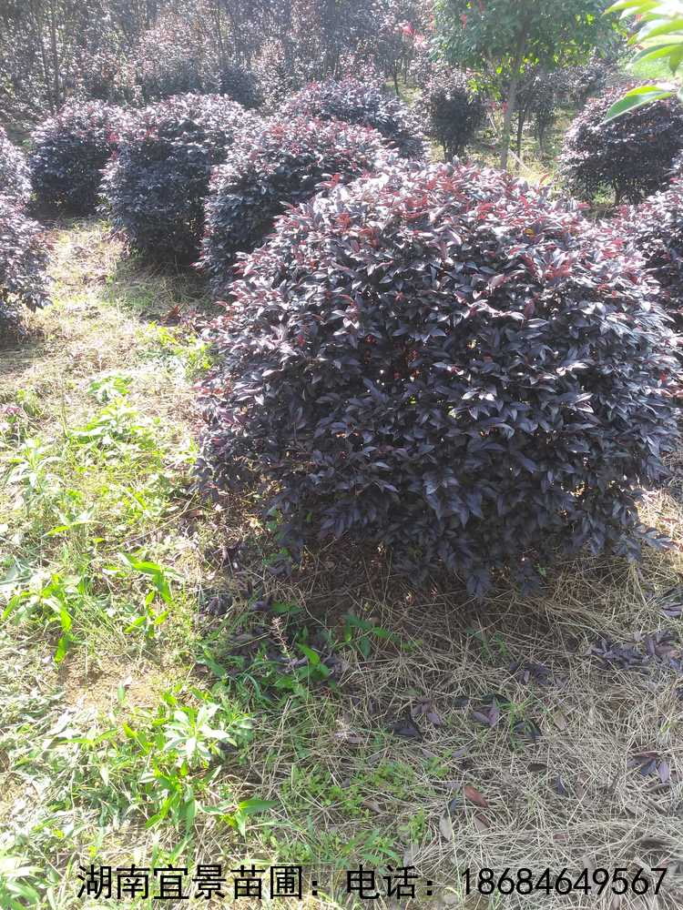 長(cháng)沙苗圃紅(hóng)花(huā)繼木(mù)球出售