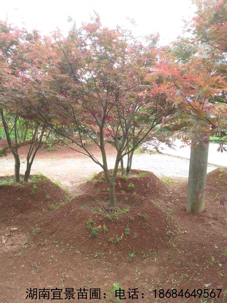 原生(shēng)精品移栽紅(hóng)楓（長(cháng)沙苗圃）