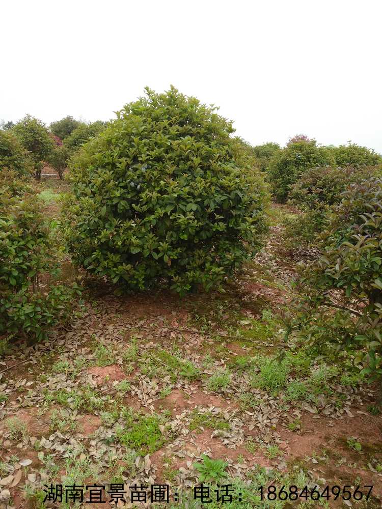 四季桂、月(yuè)月(yuè)桂精品移栽球