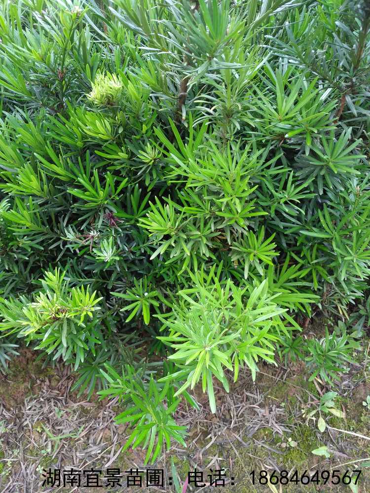 羅漢松工(gōng)程苗