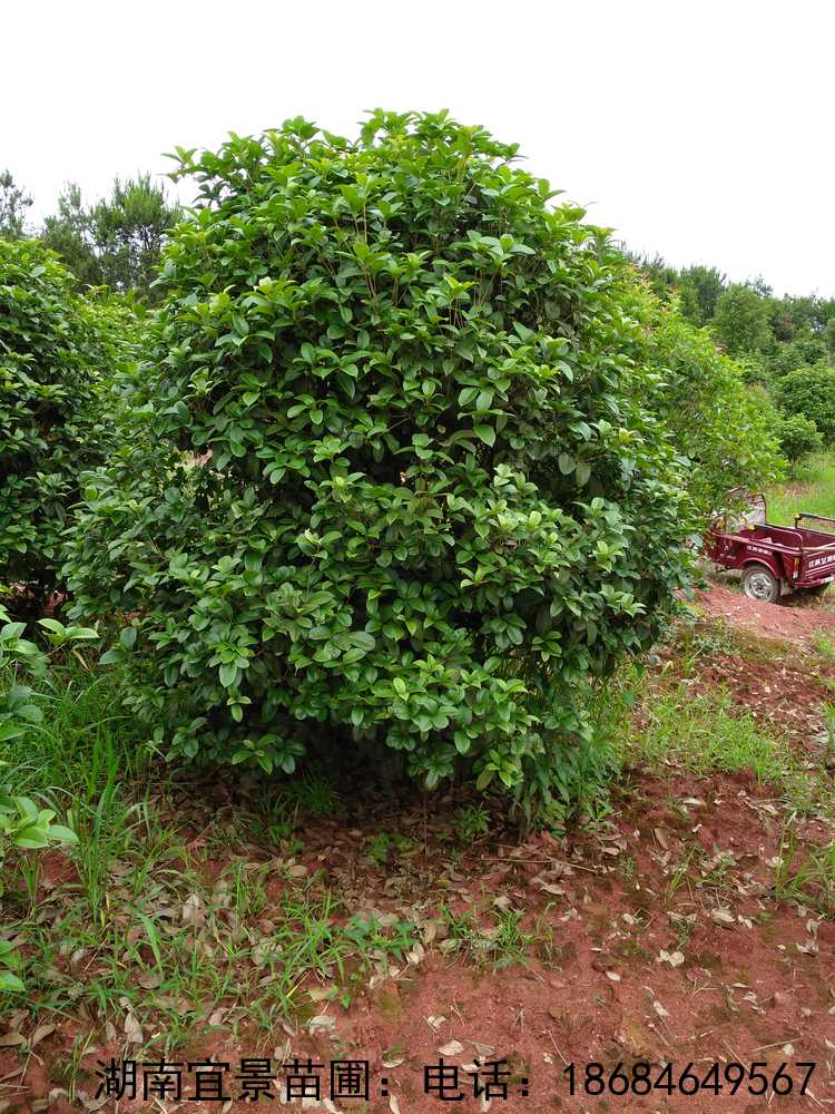 長(cháng)沙苗圃四季桂精品球出售