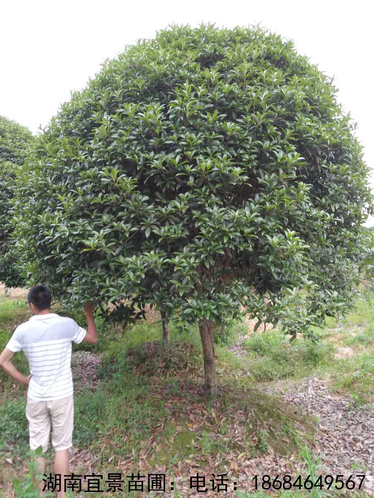 精品移栽桂花(huā)樹(shù)