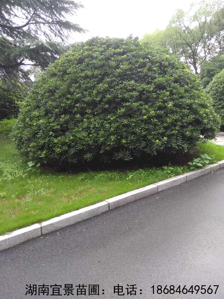 精品海(hǎi)桐球袋苗