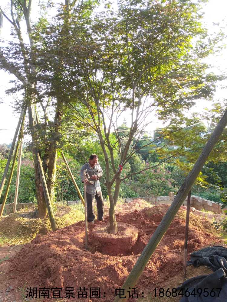 精品移栽叢生(shēng)多(duō)杆紅(hóng)楓