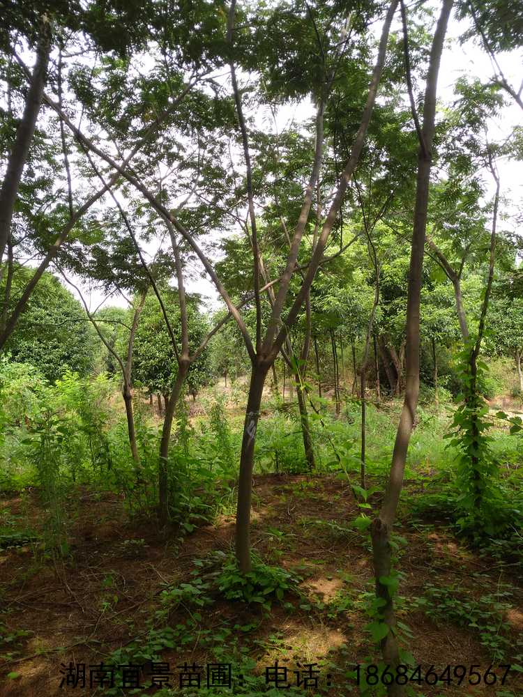 湖(hú)南(nán)苗圃合歡出售