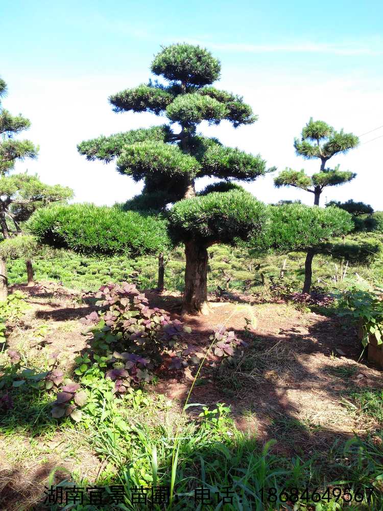 湖(hú)南(nán)造型羅漢松基地(dì)直銷