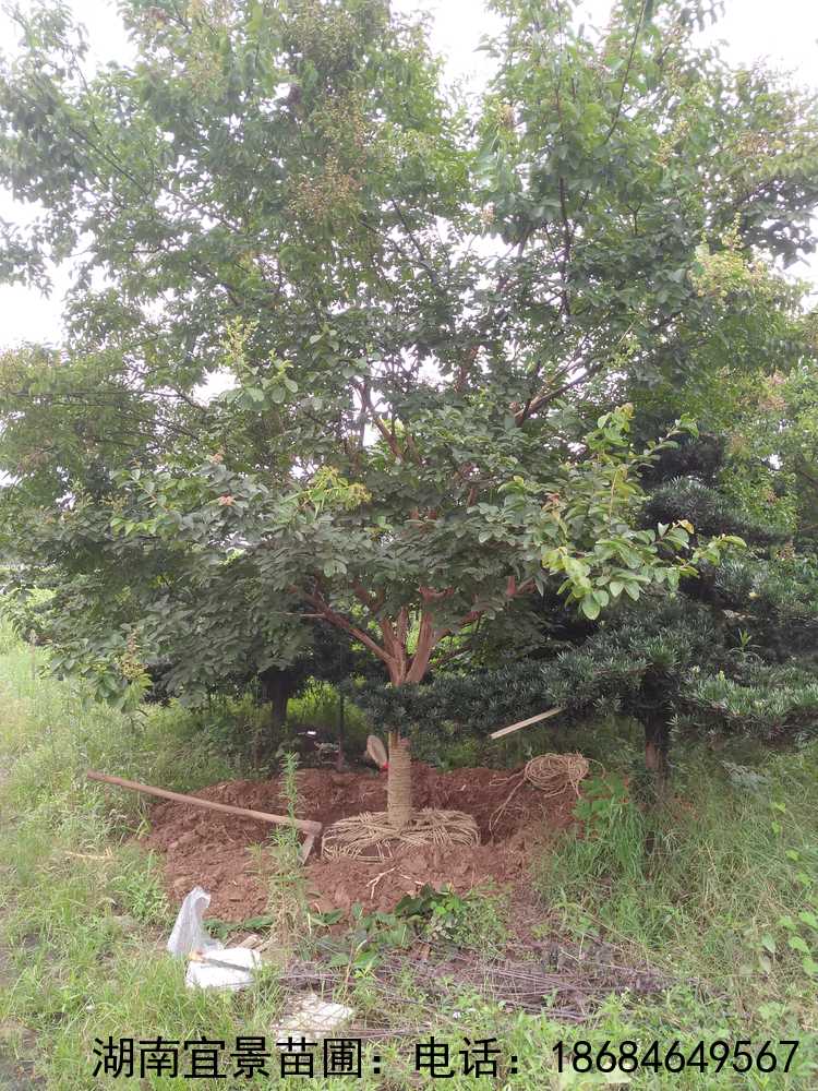 湖(hú)南(nán)苗圃全冠紫薇